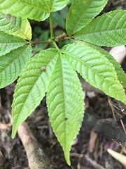 Caryocar costaricense