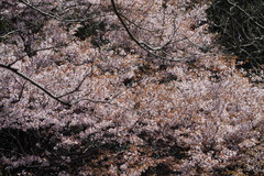 Prunus jamasakura