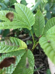 Caryocar costaricense