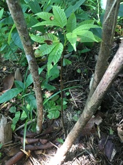 Caryocar costaricense