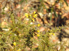 Ulex argenteus subsericeus