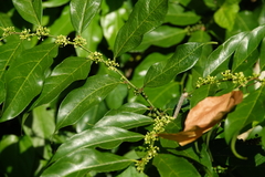 Casearia sylvestris
