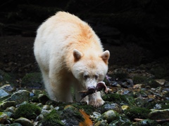 Ursus americanus kermodei
