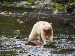 Ursus americanus kermodei