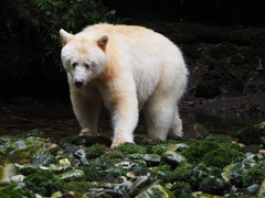 Ursus americanus kermodei