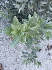 Conocarpus erectus sericeus