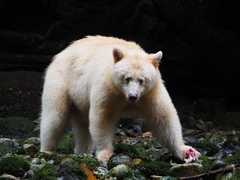 Ursus americanus kermodei