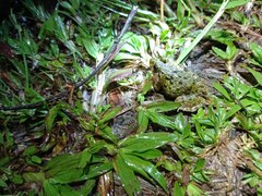 Fejervarya cancrivora