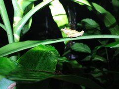 Chalcorana chalconota