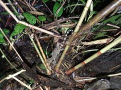 Cyrtodactylus marmoratus