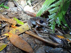 Leptobrachium hasseltii