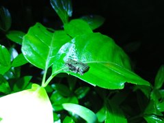 Philautus aurifasciatus