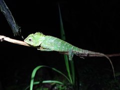 Gonocephalus chamaeleontinus