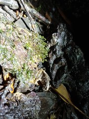 Fejervarya limnocharis