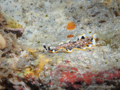 Prostheceraeus floridanus