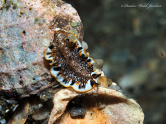 Prostheceraeus floridanus