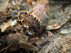 Prostheceraeus floridanus