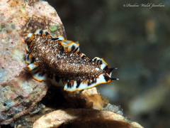 Prostheceraeus floridanus