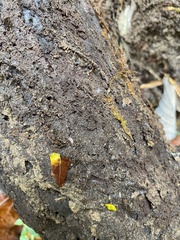 Miktoniscus