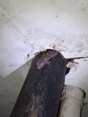 Gekko gecko