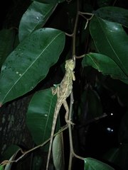 Calotes versicolor