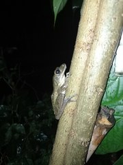 Polypedates leucomystax