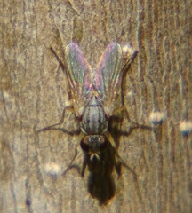 Brachycera