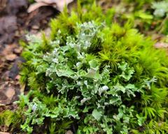 Cladonia turgida