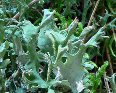 Cladonia turgida