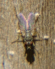 Brachycera