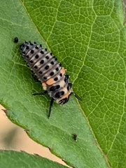 Hippodamia variegata