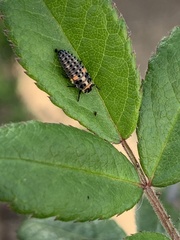 Hippodamia variegata