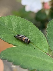 Hippodamia variegata