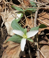 Trillium nivale