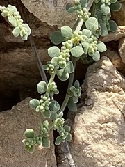 Herniaria maskatensis