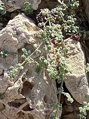 Herniaria maskatensis