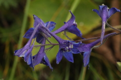 Delphinium laxiflorum