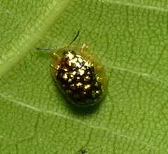 Cteisella guttigera