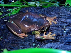 Trachycephalus coriaceus