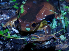 Trachycephalus coriaceus