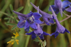 Delphinium laxiflorum