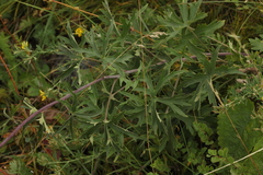 Delphinium laxiflorum