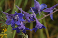 Delphinium laxiflorum