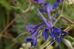 Delphinium laxiflorum