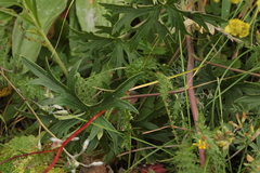 Delphinium laxiflorum
