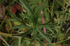 Delphinium laxiflorum