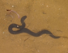 Typhlonectes compressicauda