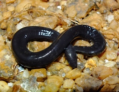 Typhlonectes compressicauda