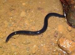 Typhlonectes compressicauda