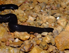 Typhlonectes compressicauda